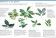 Medicines in the garden - straitstimes.com · Researchers want to document and investigate how plants were used in folk medicine before the knowledge is lost. Leea indica Bandicoot