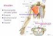 Bone Limb Upper - 國立臺灣大學homepage.ntu.edu.tw/~anatomy/teacher/hsieh/ANOTOMY/Bone_Limb_Upper.pdf · Bone: Upper limb - 1 Shoulder Pectoral girdle (shoulder girdle) Scapula