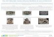How did Hellenistic trends influence Buddhist art and ... · PDF fileHow did Hellenistic trends influence Buddhist art and architecture? Art and architecture define a specific culture