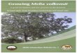 Growing Me/ia - infonet-biovision.org · in association with Acacia-Commiphora vegetation in Agro-ecological Zones IV —V (arid and semi-arid). In Kenya, the species grows mostly