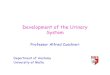 The Urogenital System - Search - University of Maltastaff.um.edu.mt/acus1/Urinary.pdf · System Professor Alfred Cuschieri Department of Anatomy University of Malta. The Urogenital
