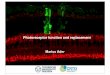 Lecture photoreceptor function for PDF - MPI-CBGdiez/NANOS/SS13-CellMach-LEC07... · Cell-typ specification during retinal development The sequence of cell generation is remarkably
