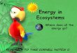 Energy in Ecosystems - lshs.dcssga.org · What are the energy laws? 2 Laws of Thermodynamics: 1) Energy cannot be created nor destroyed. 2) Energy can be transformed into different