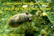 Conservation Biological Control: Can it Work in the Cotton ... · Conservation Biological Control: Can it Work in the Cotton System? Dr. Steven E. Naranjo, USDA-ARS. Conservation