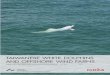 Taiwanese white dolphins and offshore wind farms - dce2.au.dk · The most relevant species in relation to offshore wind farms in the eastern Tai-wan Strait, however, is the Taiwanese