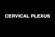 CERVICAL PLEXUS - nielsen.biology.utah.edunielsen.biology.utah.edu/courses/ewExternalFiles/12_CervicalPlexus.pdf · CERVICAL PLEXUS Objectives To be able to draw and label all the