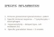 Specific inflammation - Univerzita Palackأ©ho v Ol BESNIER-BOECK-SCHAUMANN â€¢Sarcoidosis is a rare