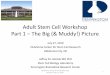 Adult Stem Cell Workshopocascr.org/wp-content/.../07/Oklahoma-Adult-Stem-Cell-Workshop-slides.pdf · Adult Stem Cell Workshop Part 1 –The Big (& Muddy!) Picture July 27, 2010 Oklahoma