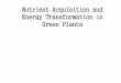 Nutrient Acquisition and Energy Transformation in Green Plantsstaff.uny.ac.id/.../4nutrient-acquisition-and-energy-transformation-green-plants.pdf · Nutrient Acquisition and Energy