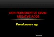 Non-Fermentative Gram-Negative Rodsfac.ksu.edu.sa/sites/default/files/6_32.pdf• Gram negative, curved, comma shaped bacilli • Motile by single polar flagella • Non spore forming