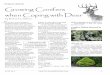 Feature Article Growing Conifers when Coping with DeerAbies spp. (fir) Choices for our area: Abies concolor ‘Candicans’, one of the bluest conifers and far superior to the overused