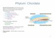 Phylum: Chordata...Subphylum: Urochordata General characteristics - Tunicates or sea squirts have tadpole-like larva and adult forms encased in a tough tunic that is formed by secretion