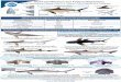 Shark Identification and Federal Regulations...fin origin keel tail second dorsal fin Anatomy of a Shark free rear tip first dorsal fin head length pectoral fins pelvic fin anal fin