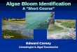 Algae Bloom Identification...A Bit of Blue-Green History Virgil (Roman poet, 70-19 BCE) Writes Nihil Vilior Alga in response to the foul nature of blooms in urban Roman impoundments