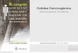 Cefalea Cervicogènica · 2013-01-09 · gerardab@osteopatiabarcelona.com DEFINICIÓ de CC ‣ CC: Dolor percebut al cap, referit des d’una font primària ubicada a la columna cervical