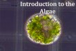 Introduction to the AlgaeThe Botanical Diversity of Algae • Algae are a diverse polyphyletic group of organisms • ~40,000 recognized species* • ~10,000,000 yet to be described