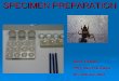 SPECIMEN PREPARATION ETC/Slide... · TOOLS 1. Wilkey micro tool set (from Bioquip) 2. slide warmer 3. hot Plate 4. spot plates or small specimen dishes or stender dishes (2 mm diameter)