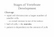 Stages of Vertebrate Development - Dr. Michael Belanich Stages of Vertebrate Development Cleavage â€¢