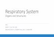 Respiratory System...Respiratory System DHO 7.10, pg 197 Resp system made up of _____ Functions of resp system= ... Nose Nostrils (nares)=2 openings through which air enters Nasal