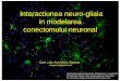 Interactiunea neuro-gliala in modelarea conectomului neuronal neuron-glie_Ana... · 2015-05-07 · Astrocytes marked with calcein-AM (green) in a cerebellar granule cells culture,