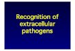 Recognition of extracellular - University of Nottingham · SAP SP-A SP-B Fibrinogen . Examples of Pattern Recognition Receptors (PRRs) expressed by macrophages LPS receptor Mannose