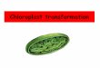 Chloroplast transformation · plastome - DNA is attached to thylakoid membrane (nucleoid) - 15 nucleoids/plastid, 10 DNA molecules/nucleotid (polyploid) - circular DNA - 130 bis 160