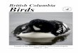 British Columbia Birds - WordPress.comBritish Columbia Birds is published annually . Members/subscribers also receive a quarterly newsletter , B.C. Birding. Papers and notes published