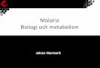 Malaria Biologi och metabolism - regionvasterbotten.se · clindamycin, blockerar prokaryotisk translation. RTS,S vaccin-Består av ett fusionsprotein ac sporozoitens “circumsporozoite