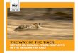 THE WAY OF THE TIGER...In 1994, WWF Russia launched its first project for Amur tiger conservation. At that time, only a few hunters could say that they had seen tiger tracks in their