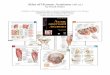 Atlas of Human Anatomy - Foundationaumf.net/wp-content/uploads/2016/03/7b_Netters_4th.pdf · 2016-03-18 · Atlas of Human Anatomy (4th ed.) by Frank Netter Publisher (Ukrainian-Latin