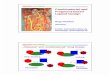 Combinatorial and Fragment-based Ligand Design Pharmacognosy 491/ Med...Combinatorial and Fragment-based Ligand Design Hugo Kubinyi Germany E-Mail kubinyi@t-online.de HomePage Hugo