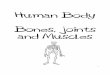 Human Body Bones Joints and Muscles · and Muscles 1 Bone Also known ... 1. the axial skeleton – the center part including the skull, spine, ... the vital organs. 2. the appendicular