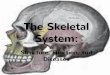 The Skeletal System - Alabama School of Fine Arts · 2015-02-01 · Appendicular skeleton includes bones of limbs and bones that anchor them to the axial skeleton Appendicular skeleton: