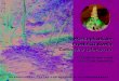 Calliandra Booklet-3old.worldagroforestry.org/sea/Publications/files/manual/MN0004-04.pdf · memberikan sumbangan terhadap penelitian reproduksi biologi dan produksi benih kaliandra