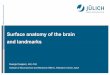 Surface anatomy of the brain and landmarks and its...Surface anatomy of the brain and landmarks Svenja Caspers, MD, PhD Institute of Neuroscience and Medicine (INM-1), Research Centre