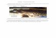 Zoology -- Frog Dissection Guide Frog Dissection Guide · function? Vomerine teeth are absent in toads. 5. If your frog is a male, locate the openings to vocal sacs in the floor of