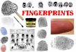 The study of fingerprints is known as - pnhs sciencemrsgonsalves.weebly.com/uploads/5/9/7/5/59756325/5__fingerprints_ppt.pdf · is known as dactylography or dactyloscopy. Your fingers,