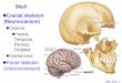 Skull Cranial skeleton (Neurocranium)...ANA: Skull - 1 Skull Cranial skeleton (Neurocranium) Calarvia Frontal, Temporal, Parietal, Occipital Cranial base Facial skeleton (Viscerocranium)