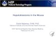 Hepatoblastoma in the Mouse...Hepatoblastoma in the Mouse David Malarkey, DVM, PhD National Institute of Environmental Health Sciences NTP Technical Reports Peer Review Meeting•