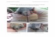 Photographic guide to assessing sex and age in rodents · particularly good indicators of sex. Both adult wood mice Both adult bank voles All photos and wording by Holly Langridge