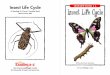 Insect Life Cycle - Springfield Public SchoolsInsect Life Cycle • Level L 7 8All insects have six legs. Their bodies are divided into three parts. Most insects have wings and can