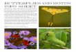 BUTTERFLIES AND MOTHS INFO SHEET...After many weeks of munching, the caterpillars grow and eventually pupate before finally emerging as adult butterflies and moths. 6Many butterflies