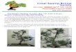 Great Swamp Bonsai Society - Frelinghuysen … Newsletter...September, otherwise branches may fail and die back. It’s growing season, folks! Oddly, in many ways this is easier than