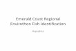 Emerald Coast Regional Envirothon Fish Identification · Envirothon Fish Identification Aquatics . Gag Grouper Many dark wormlike markings on body, often grouped in blotches (Marbled)