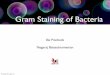 Gram Staining of Bacteria - IISER Puneraghav/pdfs/bio121/Gram Staining.pdf · Gram staining is a bacteriological laboratory technique used to differentiate bacterial species into