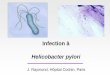 Infection à Helicobacter pylori...hp Sahul 30 000 ans hsp Maori 5 000 ans Sortie de l’Afrique vers le levant -Route vers le Pacifique par la péninsule Malaisienne -Evite les altitudes