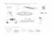 BIO 224 Laboratory Study Guide (see also specimen photos ...utweb.ut.edu/hosted/faculty/srice/BIO224.Folder/BIO224LabStudyGuide_1.2016.pdfSection 1 – Protozoa through Cnidaria/Ctenophora