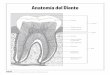 Anatomía del Diente/media/MouthHealthy/...Counot adlrVisg hlgesD aFFKiVseVKgp aDD HVwBeF HlFlrOl&p Anatomía del Diente Esmalte Cuello Corona Raíz Gíngiva (encía) Dentina Canal