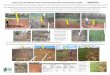 USING CATTLE AS BIOTURBATION ‘TOOLS’ FOR RESTORATION OF … · 2016-11-17 · using cattle as bioturbation ‘tools’ for restoration of areas after alien plant clearing - annexure