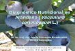 Diagnóstico Nutricional en Arándano (Vaccinium corymbosumL.) · Nutrición del arándano Existen guías nutricionales para Norte América Requerimientos de suelos ácidos, modifican